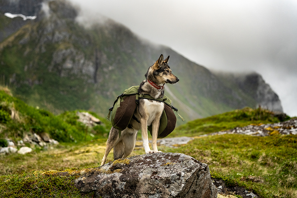 Gjennom kløvtrening kan hunden din bygge styrke og mestring i naturen!