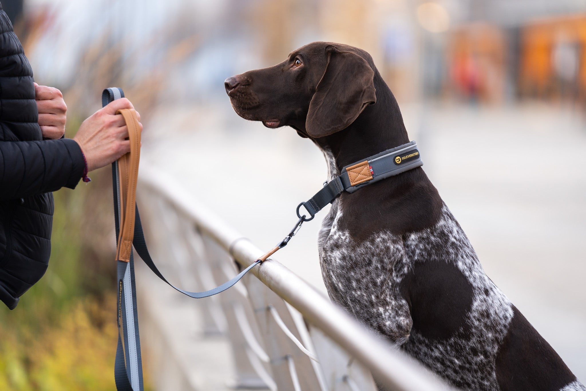 Halsbånd & hundebånd