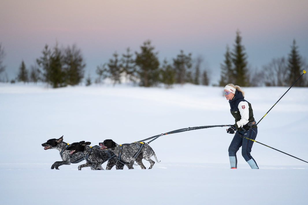 Langrennsesongen med hund