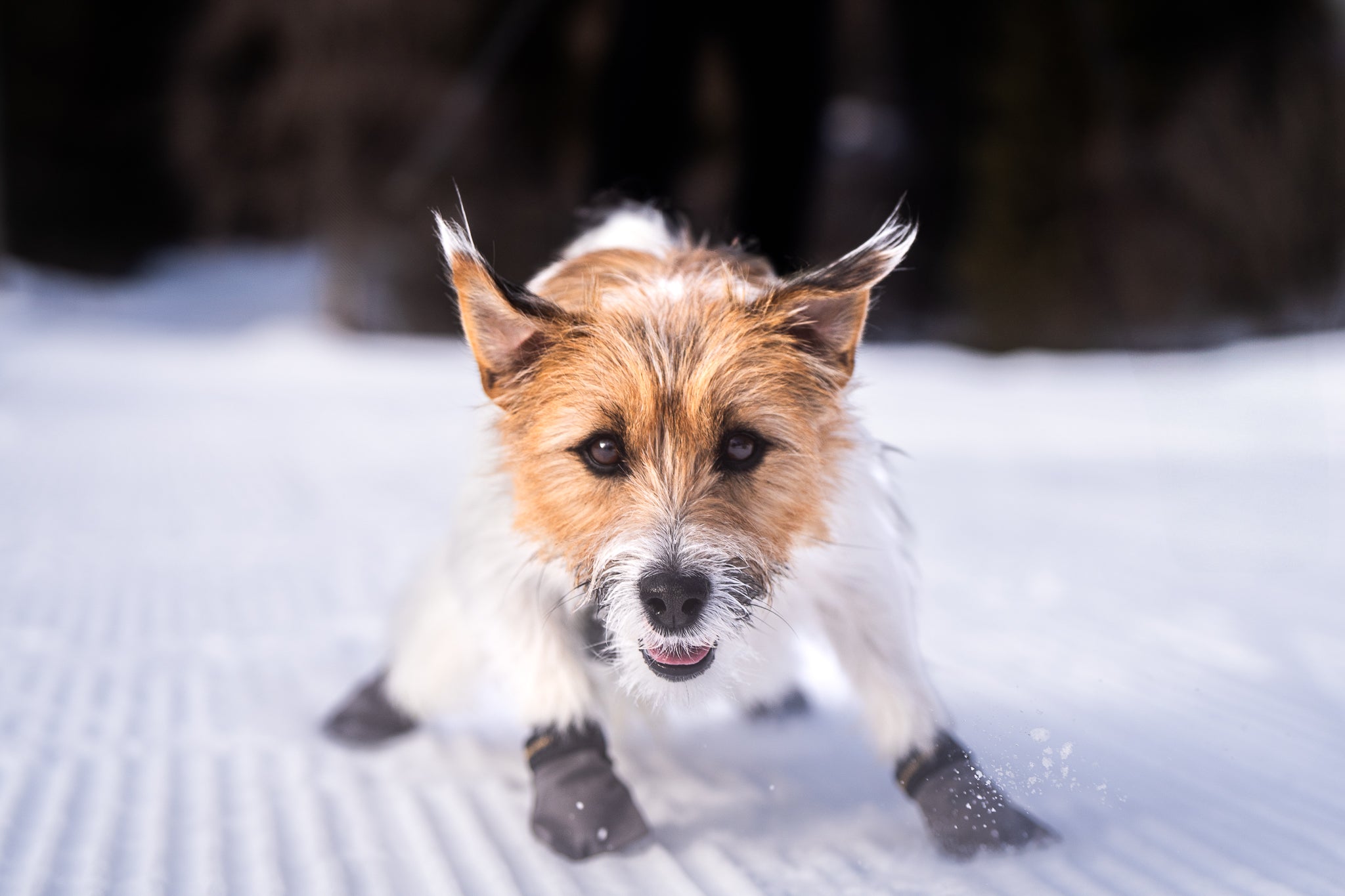 Oppvarming for hunden – trengs det?