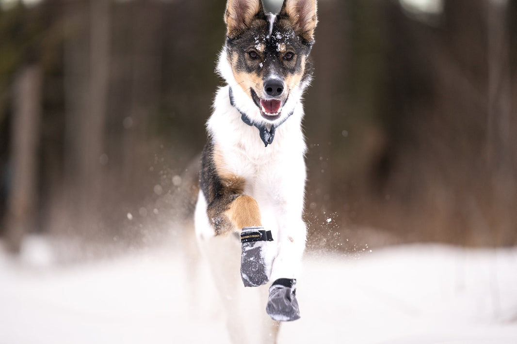 Hvorfor bruke potesokker på hund?