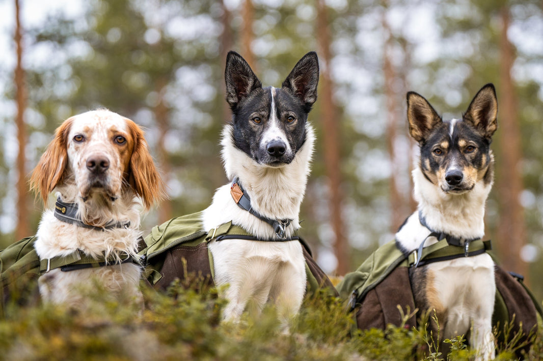 Valpetrening for en frisk hundekropp