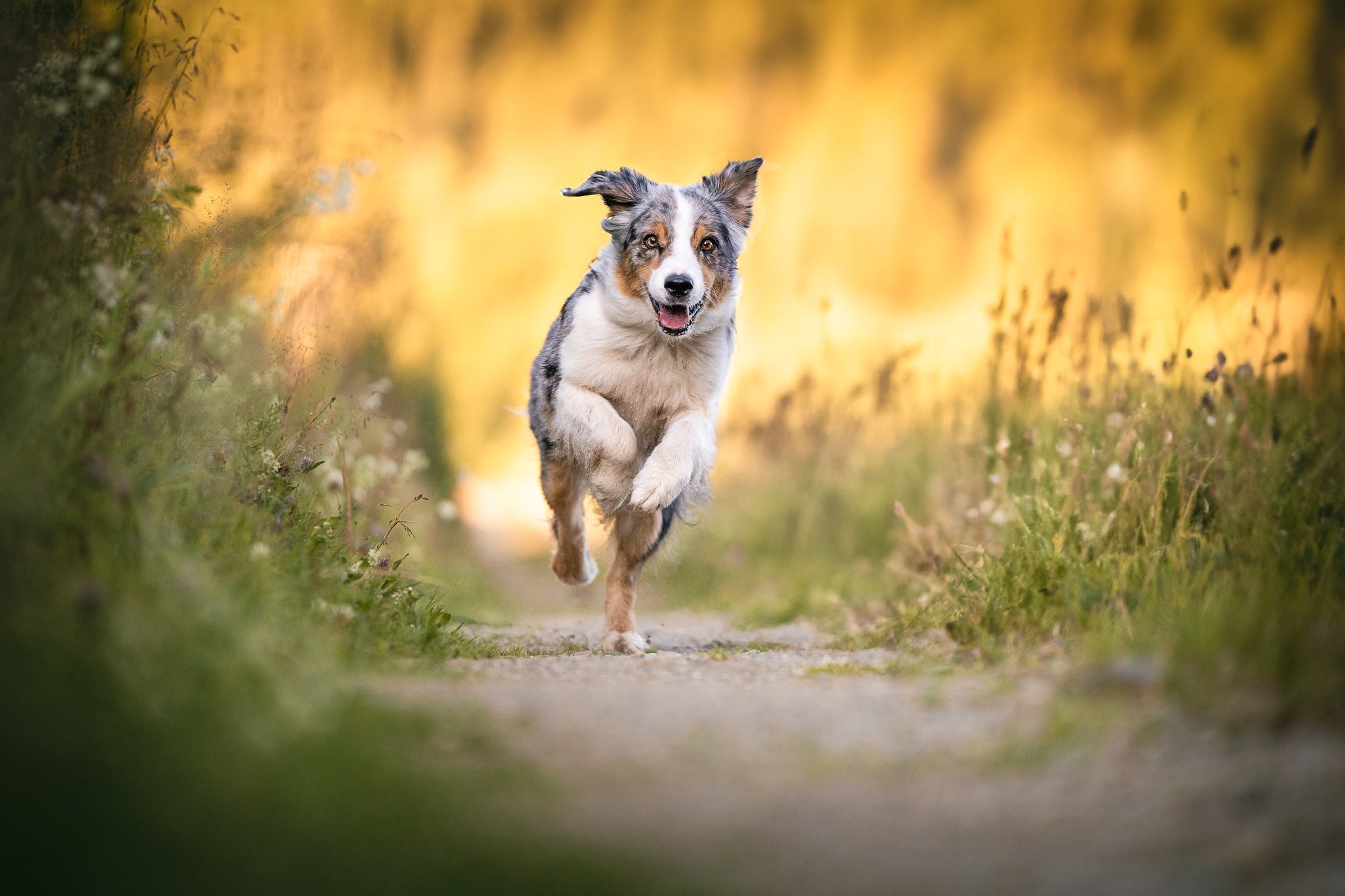 Innkalling - noe av det viktigste du lærer din hund!