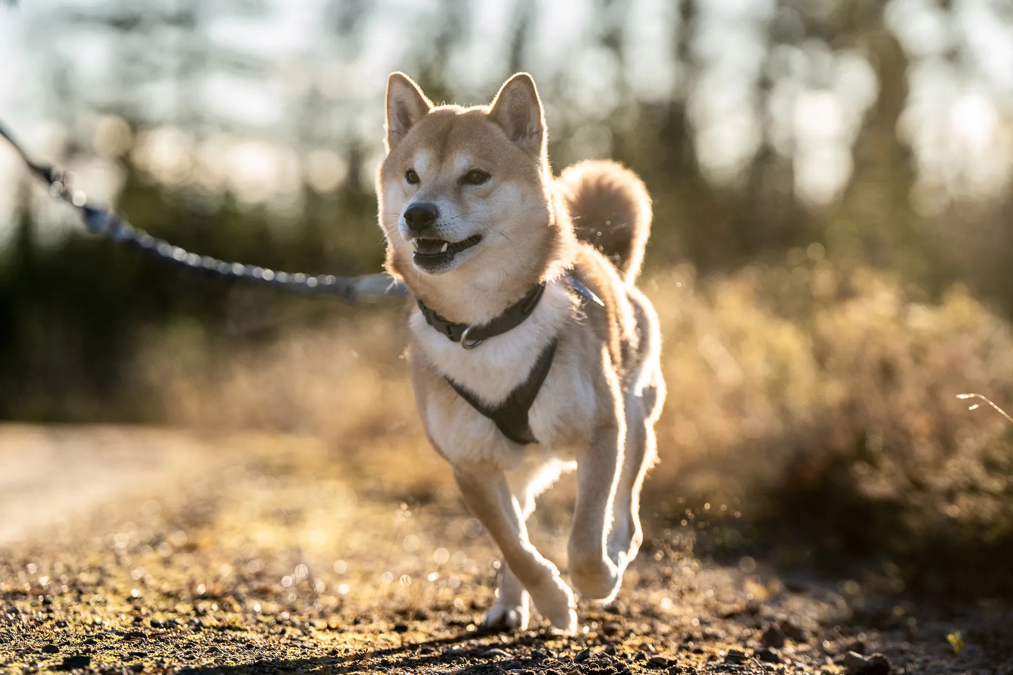 25 % rabatt på Kjørestrikker og Trekreg