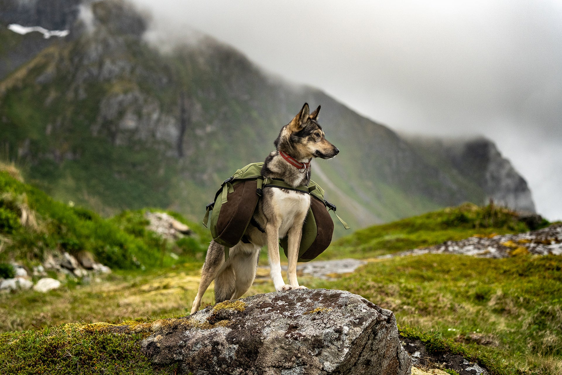 Harness workshop Togo Dog Backpack M