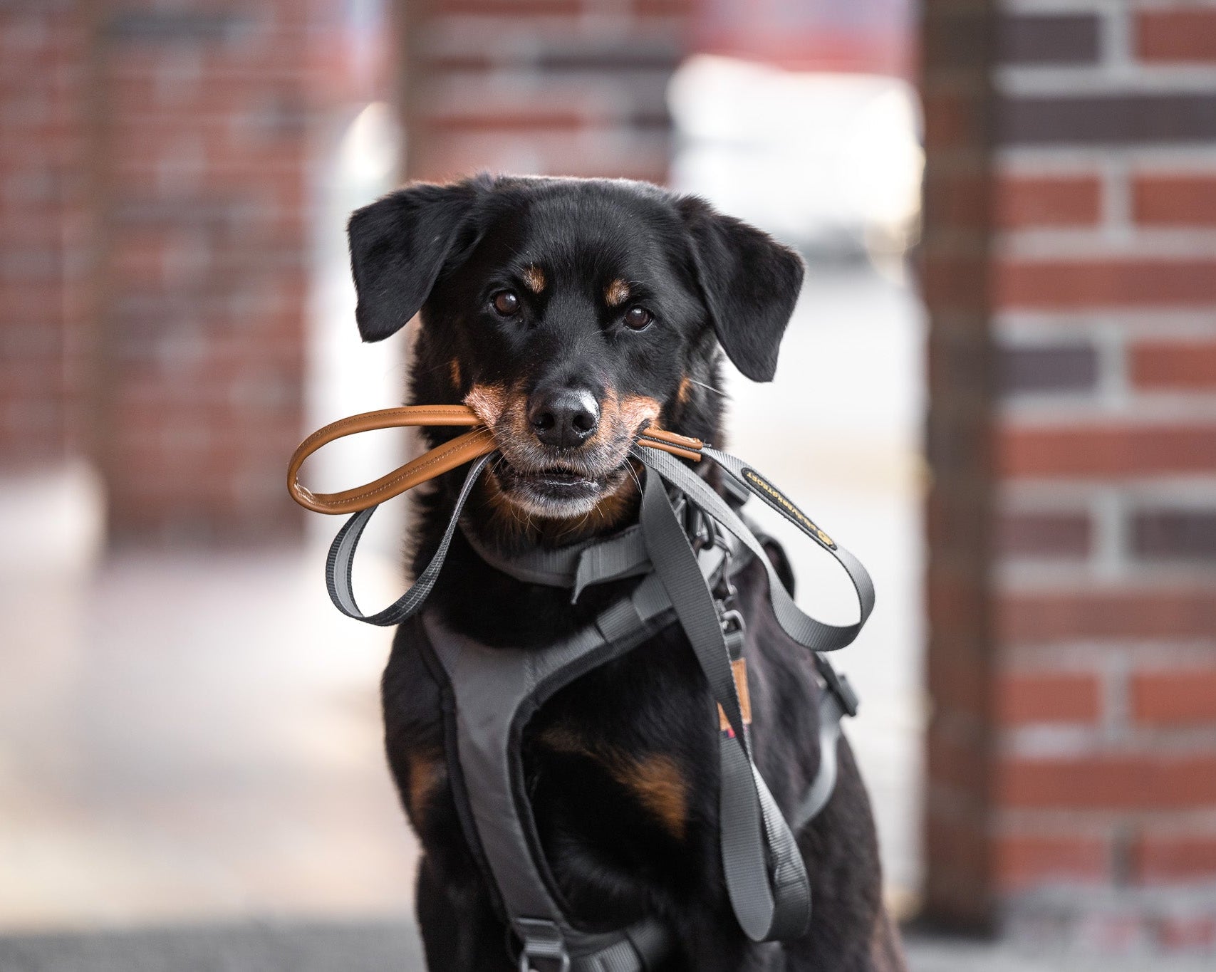 Seleverkstedet Link Dog lead/City leash 25mm - 150