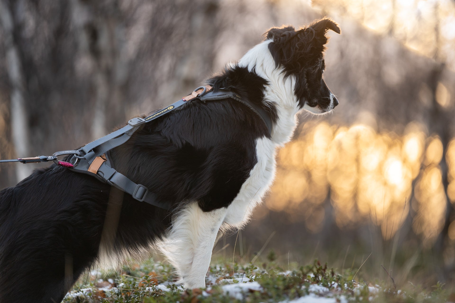 Seleverkstedet Trekreg dog harness S