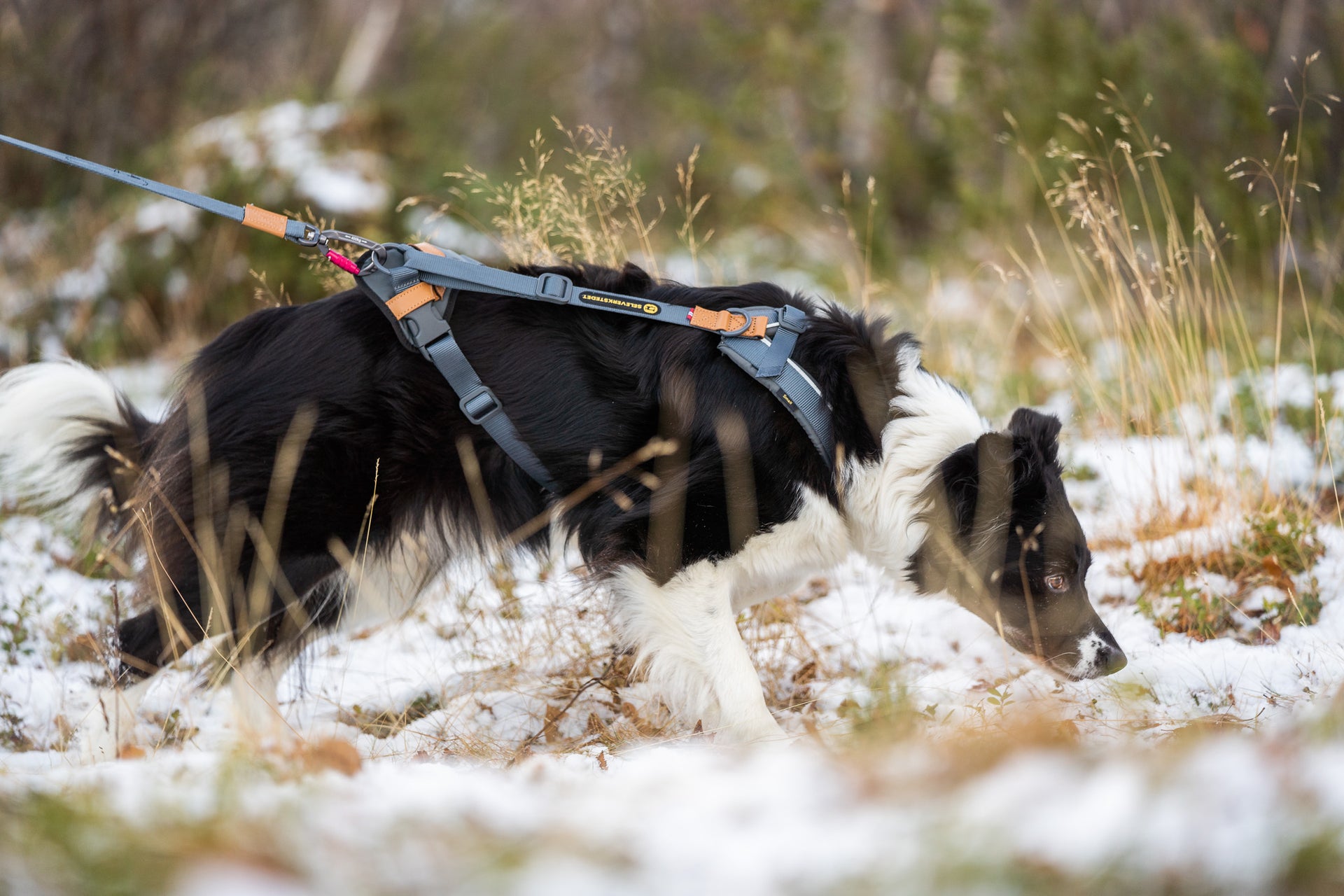 Seleverkstedet Trekreg dog harness M