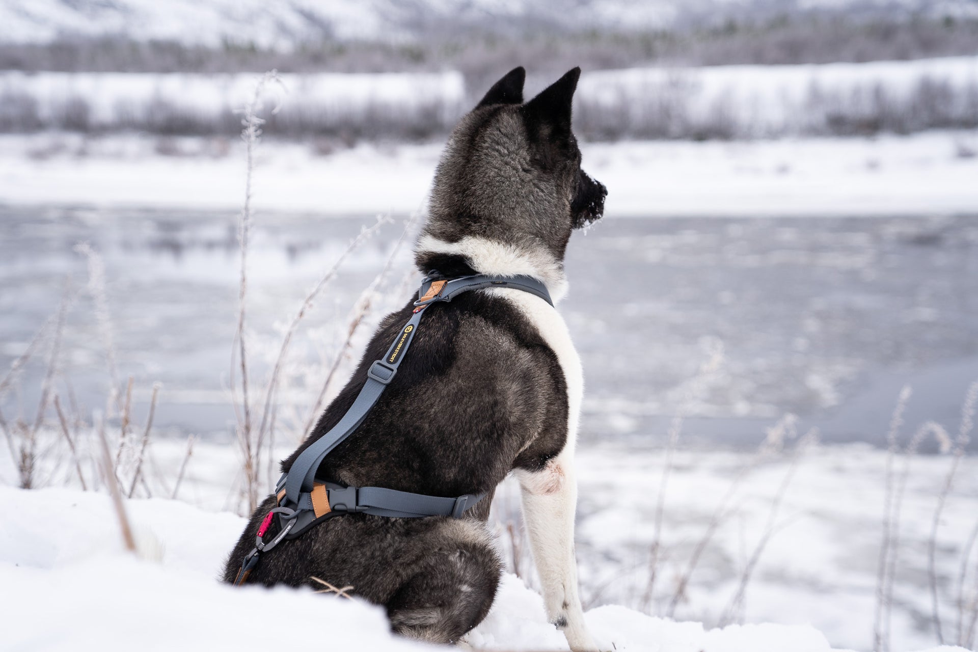 Seleverkstedet Trekreg dog harness L