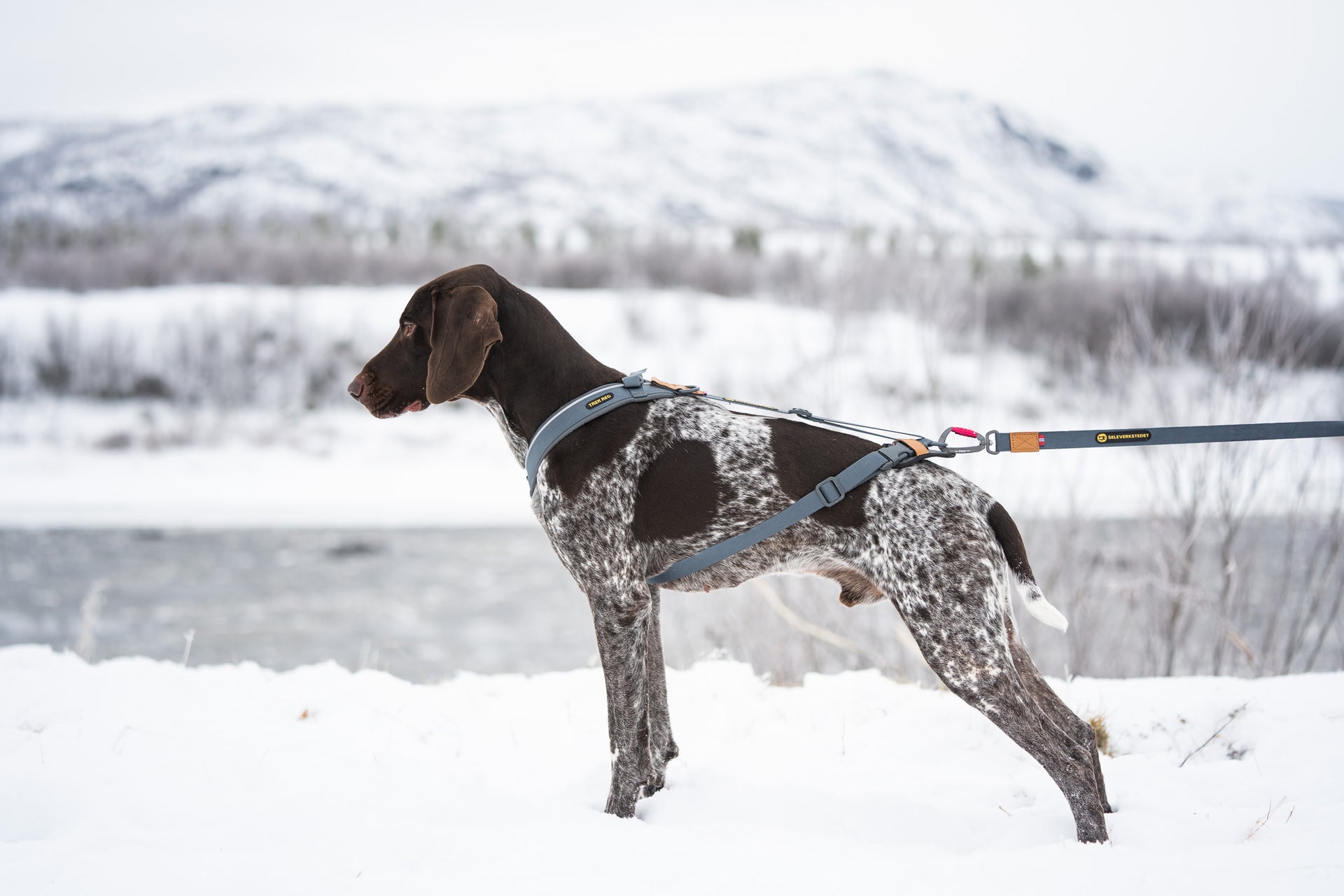Seleverkstedet Trekreg dog harness XL