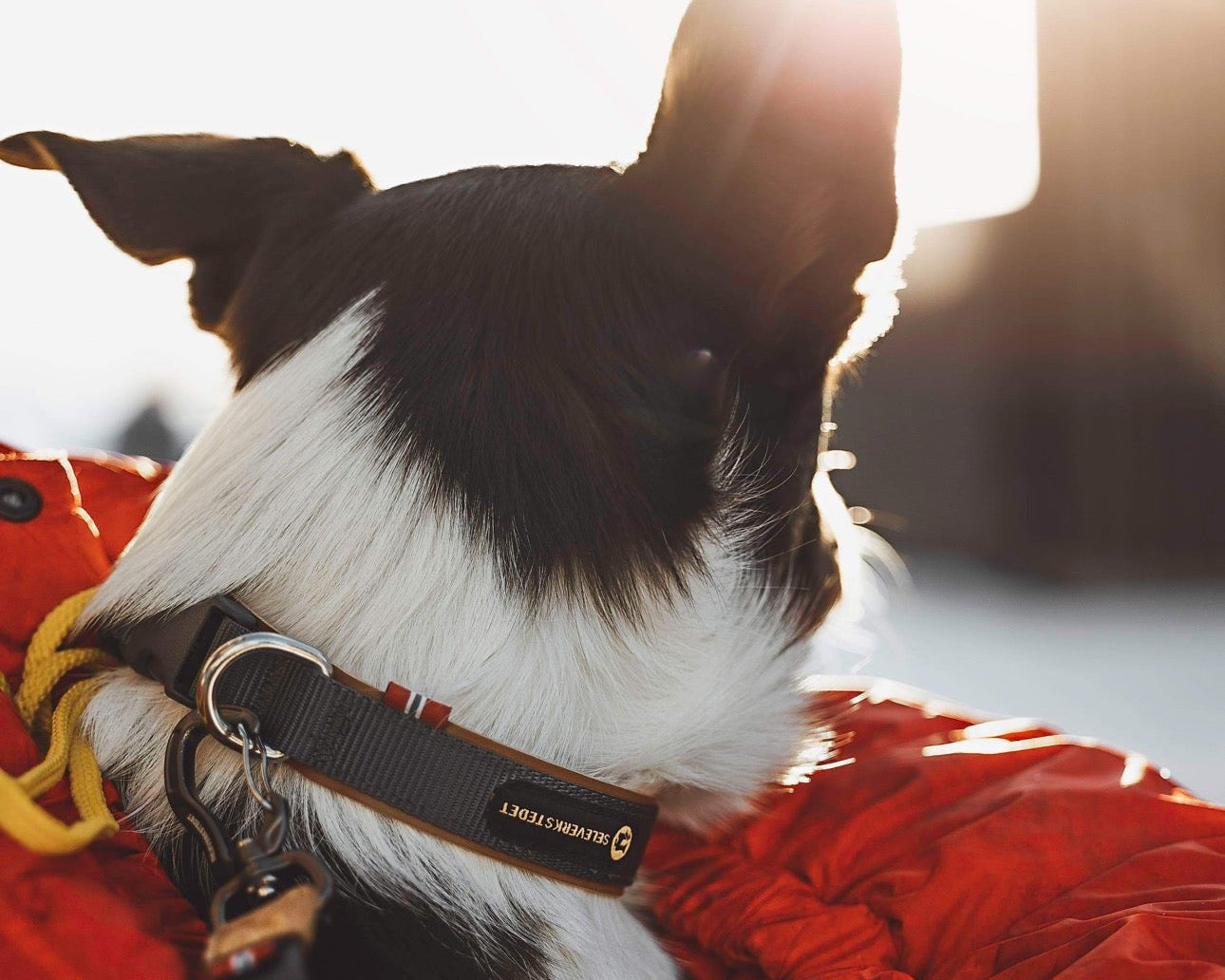 Seleverkstedet Secure dog collar L