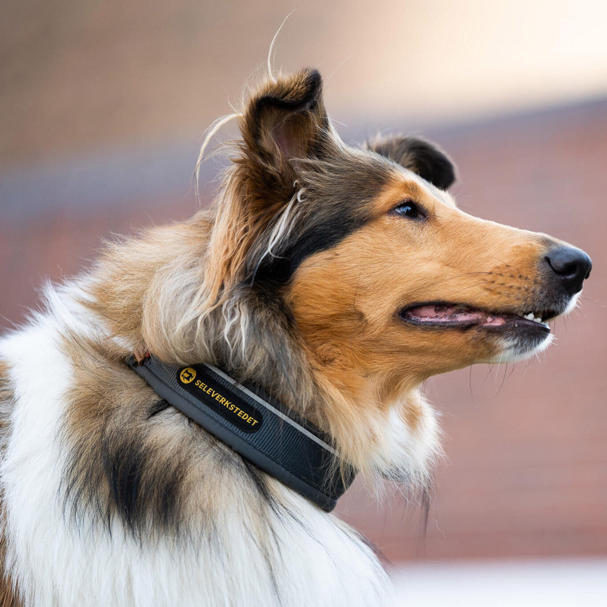 Harness workshop Unify dog ​​collar M