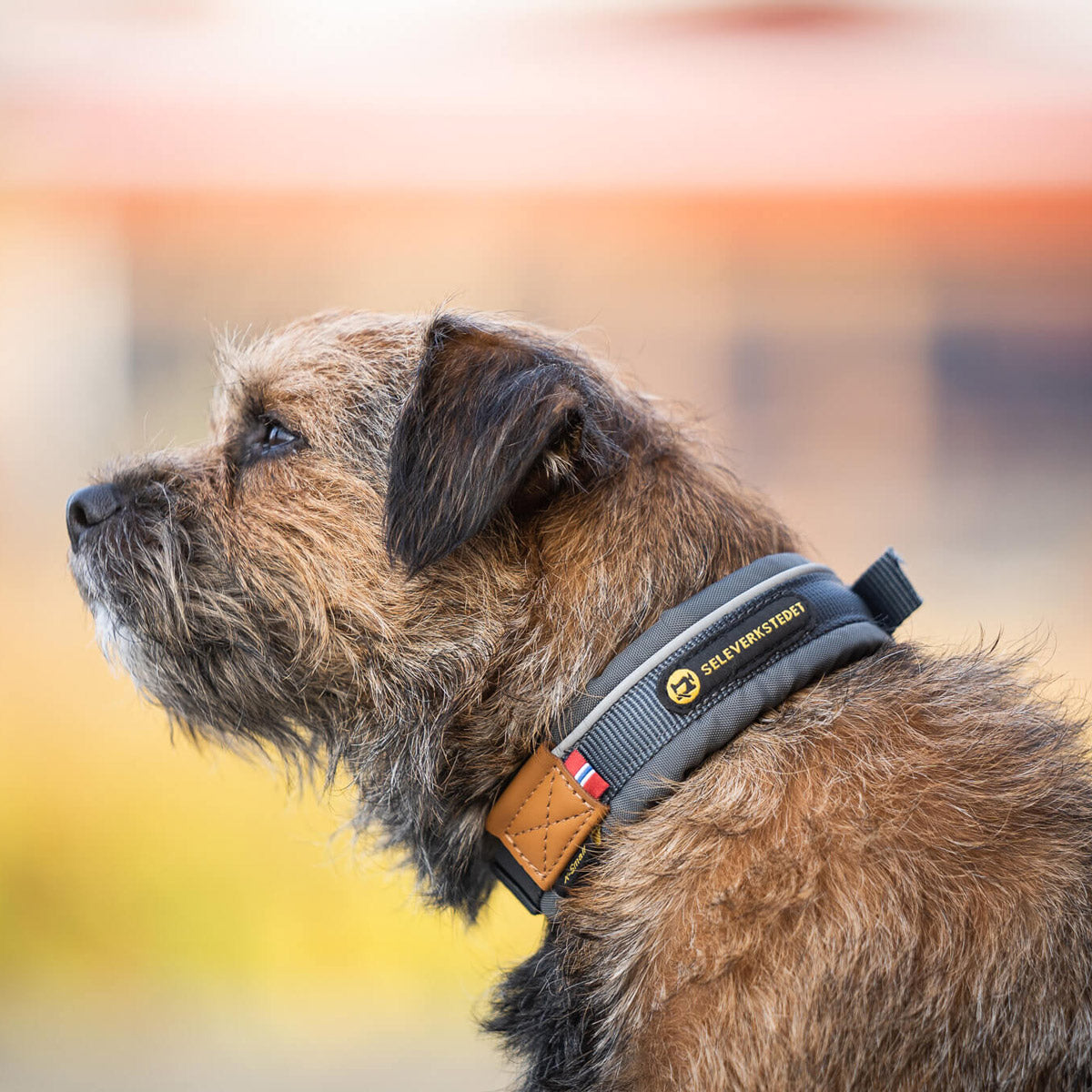 Harness workshop Unify dog ​​collar S