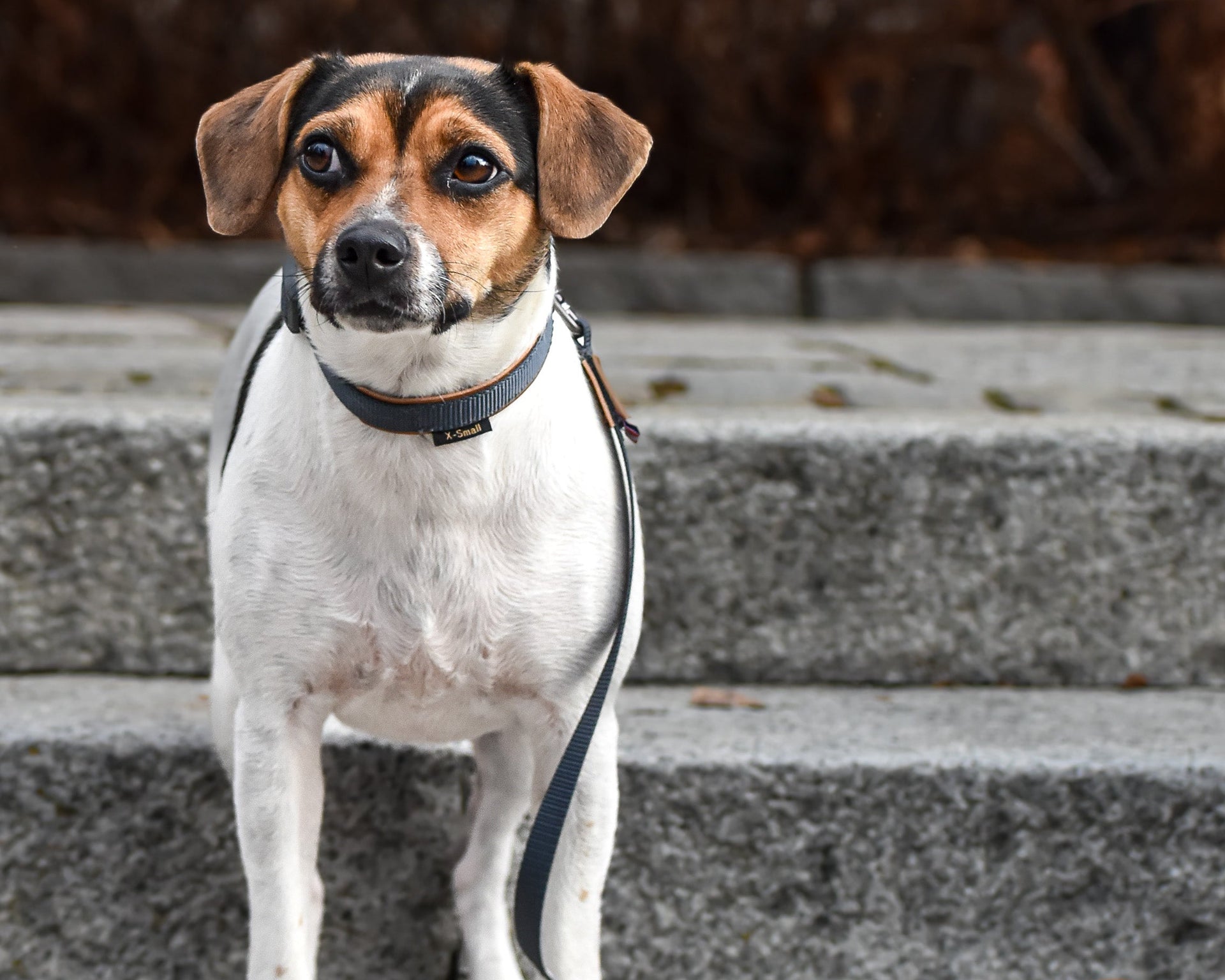 Seleverkstedet Secure dog collar XS