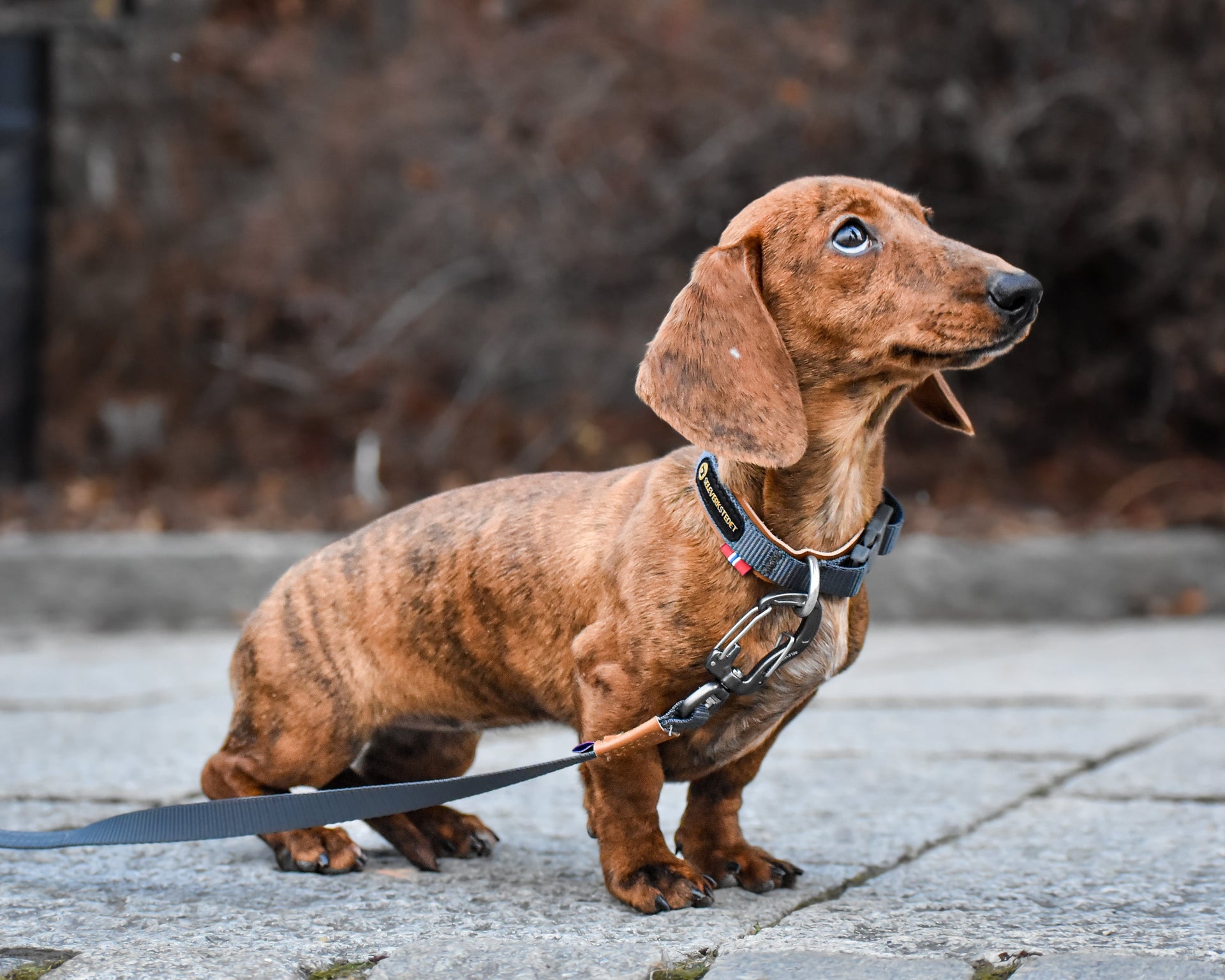 Seleverkstedet Secure dog collar 3XS