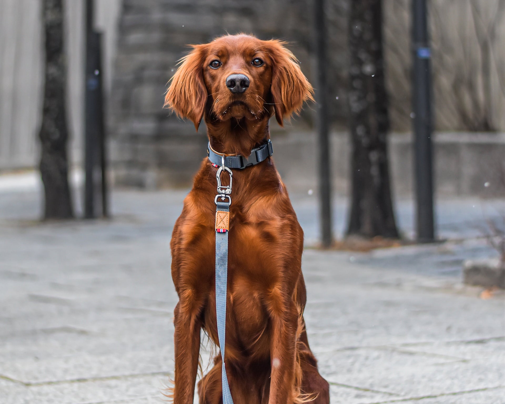 Seleverkstedet Secure dog collar M
