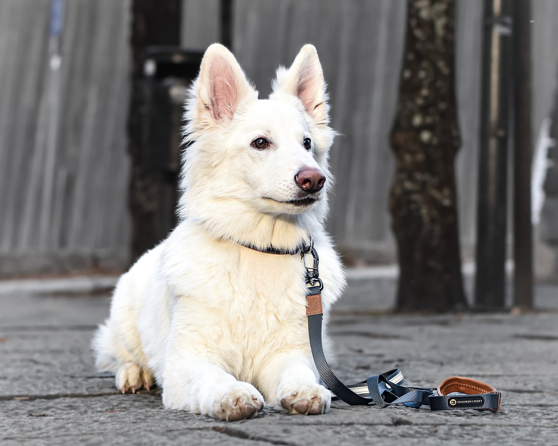 Seleverkstedet Secure dog collar S