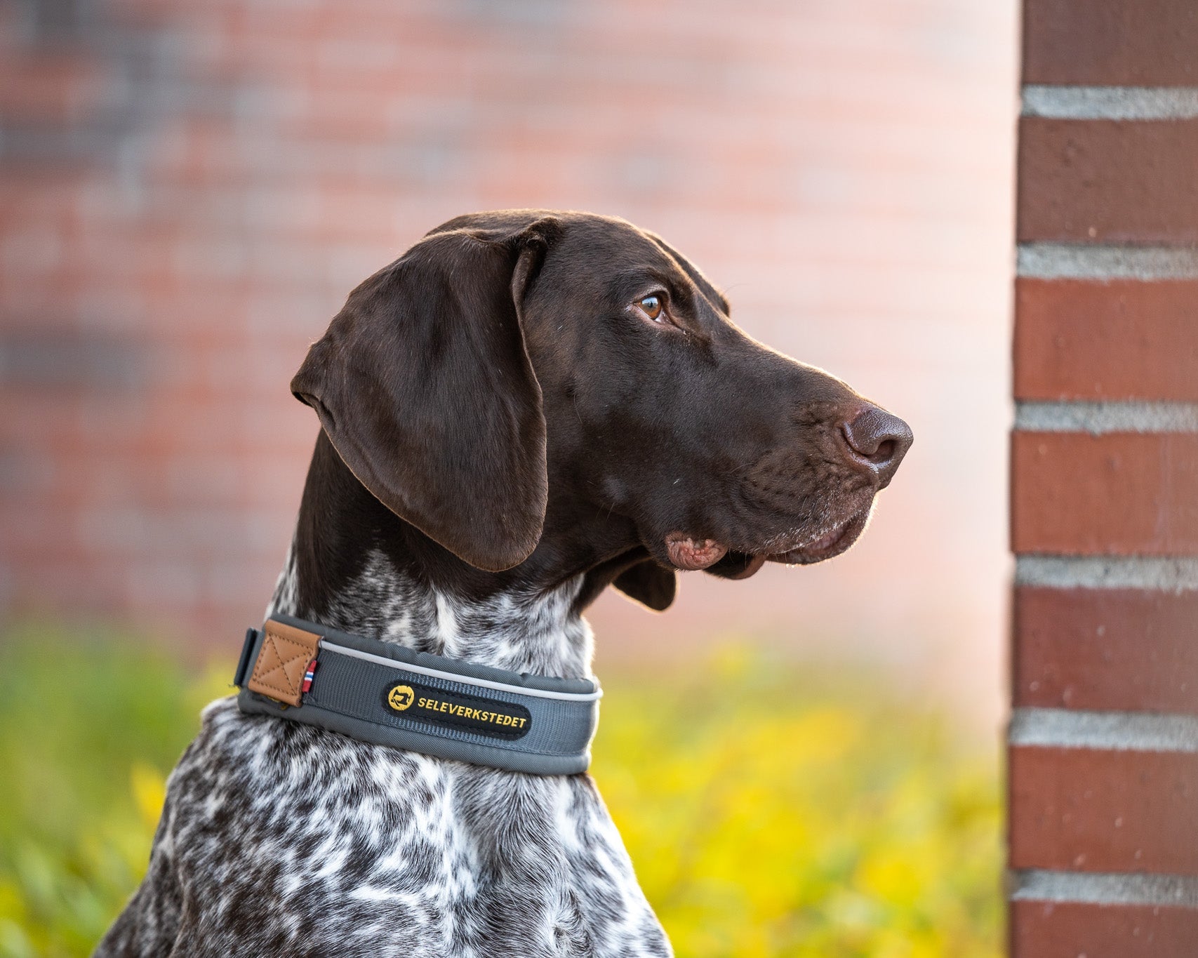 Harness workshop Unify dog ​​collar XL