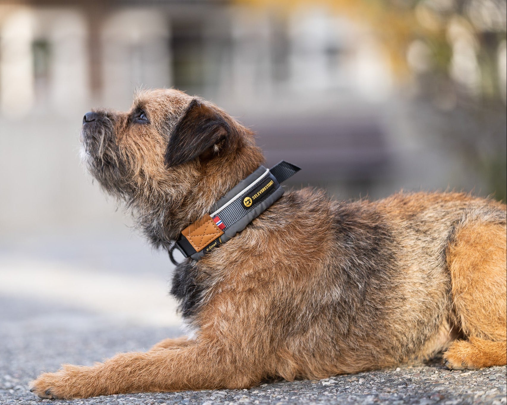 Harness workshop Unify dog ​​collar XS